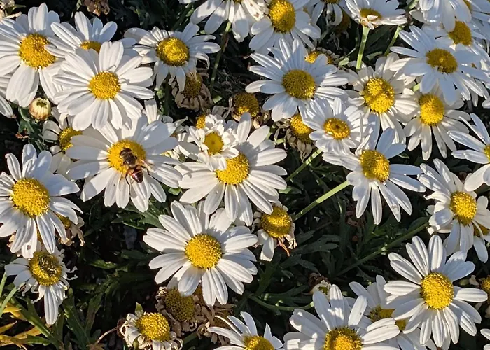 Anemar Lefkada * Drimónasz