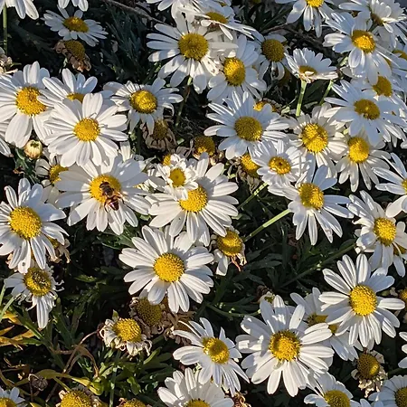 Anemar Lefkada * Drymon